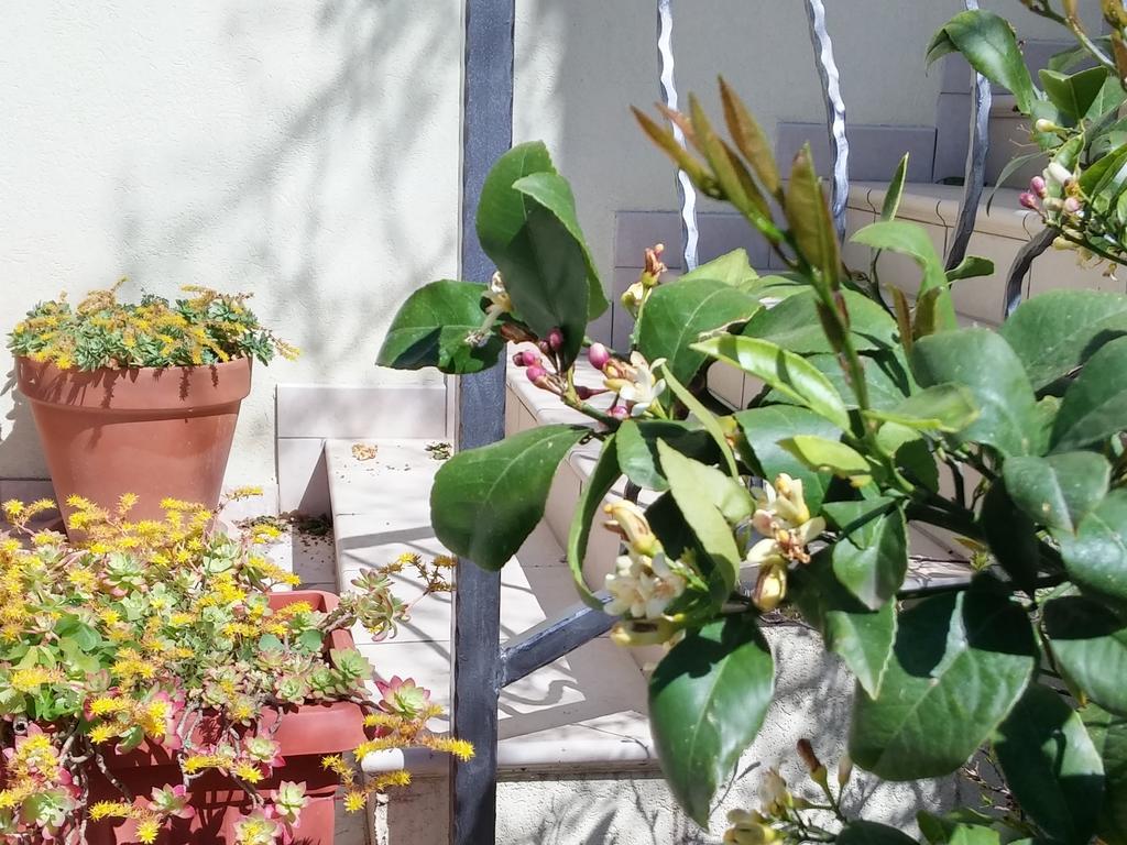 Mata Apartma Premantura